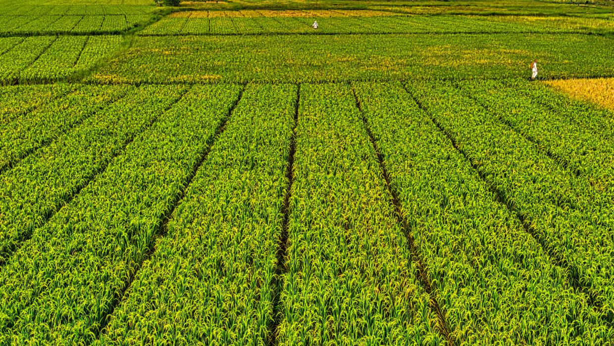 vidya farms Vadodara