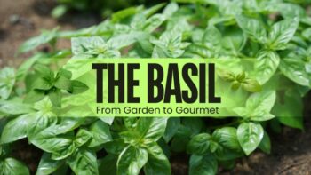 The Rise of Black Gold: Black Turmeric Farming in India