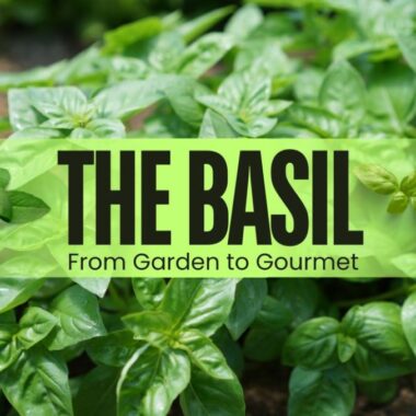 The Basil Boom: From Garden to Gourmet