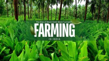 The Basil Boom: From Garden to Gourmet