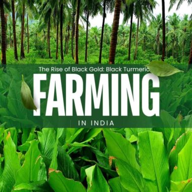 The Rise of Black Gold: Black Turmeric Farming in India
